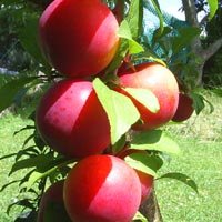 Front Fruit