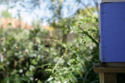 bees heading home to the hive