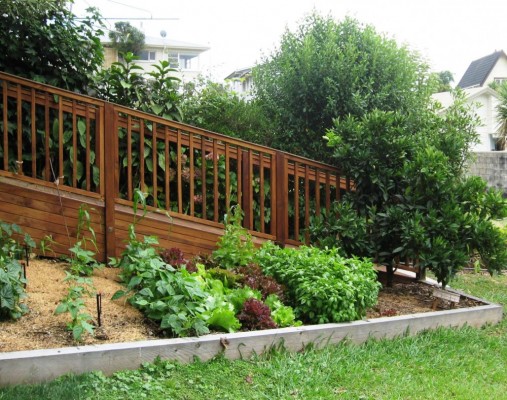 beans, greens and corn in an easy care veg plot