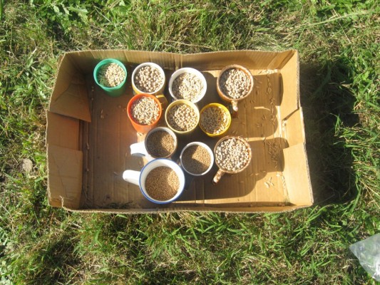 seeds ready to go in the ground