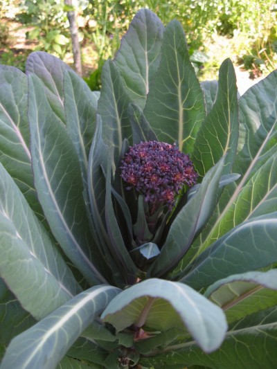 purple broccoli