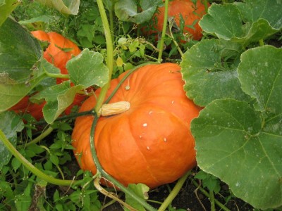 late summer harvest