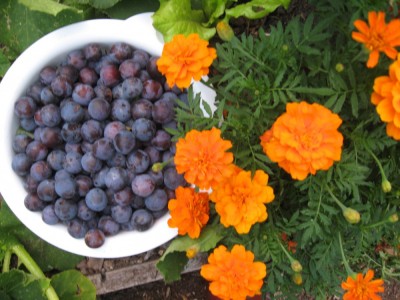 freshly picked damson plums