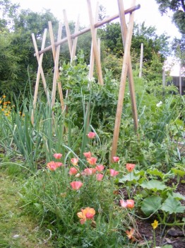 a vibrant edible garden