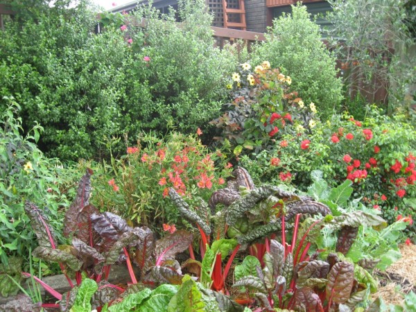 'First thing this morning, as every morning, I took a walk through my vege garden to watch the progress...'