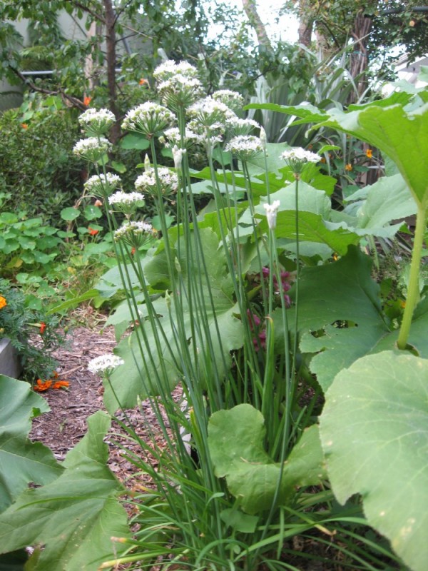 garlic chives and pumpkins intermingle