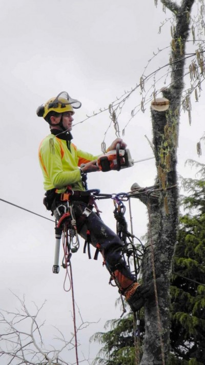 Tim dismantling a tree