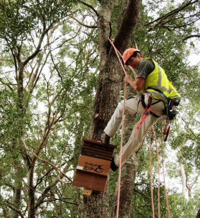 Tim installs a bat home in a Hamilton Gully