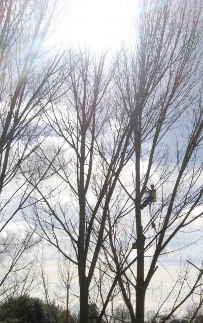 poplars in a Hamilton Gully get thinned