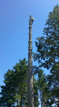 Tim removing a mature pine