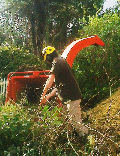 chipping coprosma branches