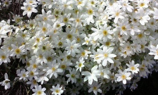 puawananga (Clematis paniculata)