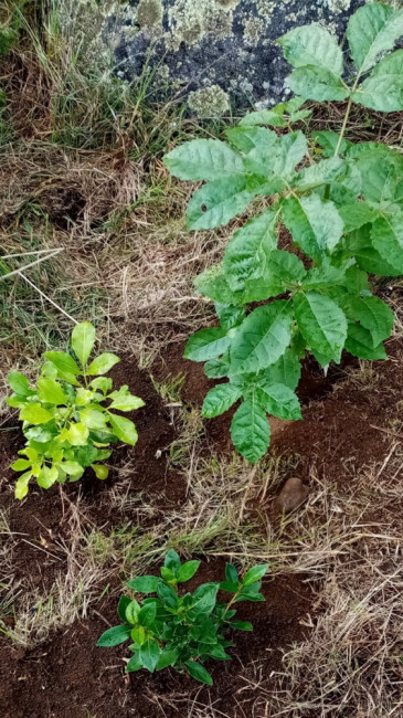 group planting follows natures patterns