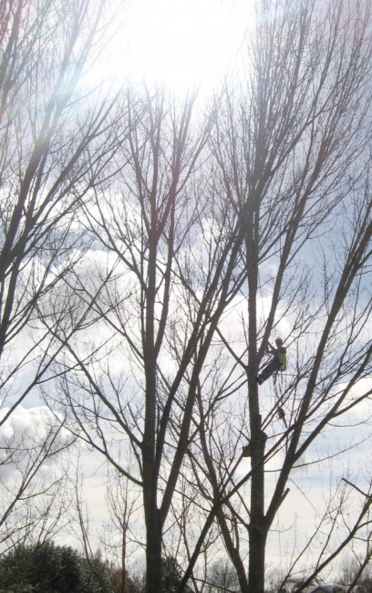 thinning poplars in a Hamilton gully