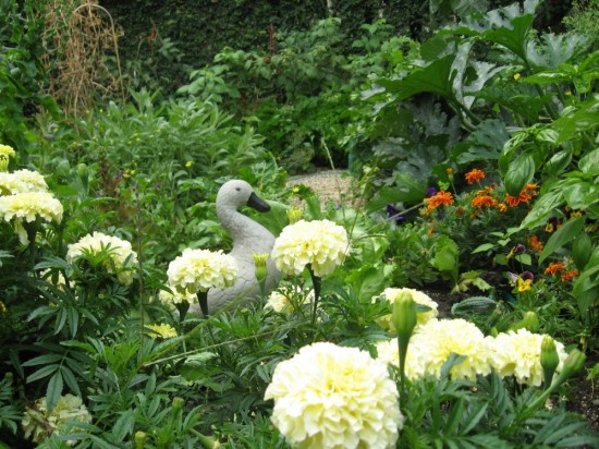 tagetes and vegetables in a profusion of abundance