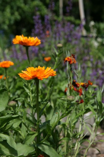 companion flowers bring in the bees