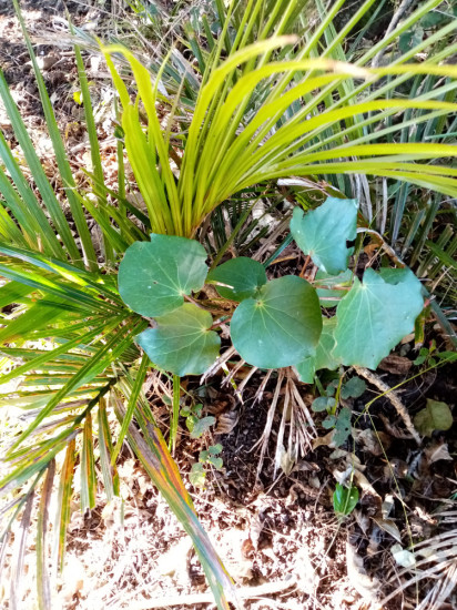 kawakawa and nikau planted together on the forest floor.