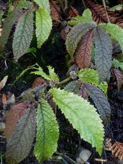 parataniwha (Elatostema rugosum) is a great choice for shady damp sites.