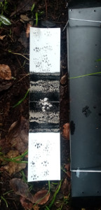tracking tunnel for monitoring predators