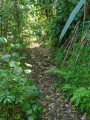 From weedy slope to forest canopy.