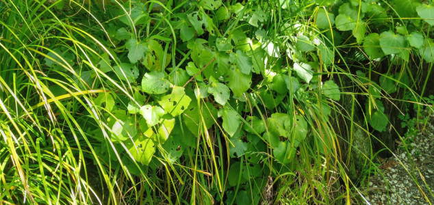 native carex grasses and kawakawa edging a forest track