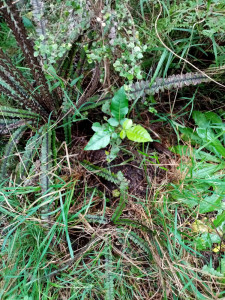 its great watching native seedlings take over from weeds